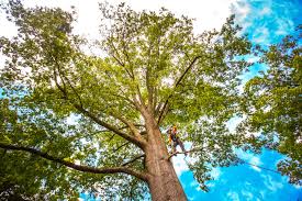 How Our Tree Care Process Works  in  Alpha, NJ