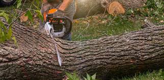 Best Grass Overseeding  in Alpha, NJ
