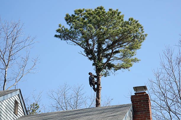 Best Arborist Consultation Services  in Alpha, NJ