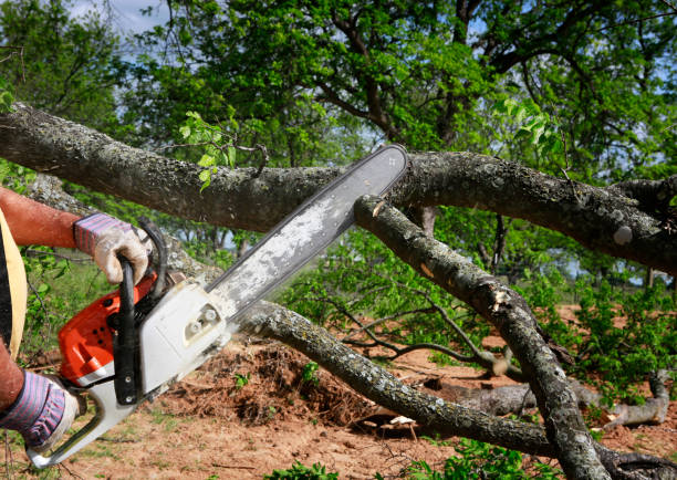 Trusted Alpha, NJ Tree Care Experts